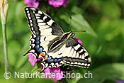 Foto F068267: Schwalbenschwanz (Schmetterling)