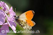 Foto F068273: Aurorafalter (Schmetterling)