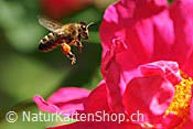 ID: 209: Biene im Anflug auf eine Rosenblüte