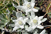 Foto F078501: Edelweiss