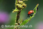 ID: 209: Symbolbild für Glück: Siebenpunkt Marienkäfer