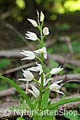 Foto F087865: Langblättriges Waldvöglein, Orchidee