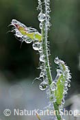 Foto F087893: Tautropfen an Halm