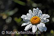 ID: 209: Wassertropfen auf Blüte einer Margerite