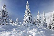 Foto F103311: Tief verschneiter Bergwald
