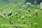 Foto F105969: Blühende Kirschbäume