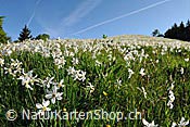 ID: 209: Blühende Narzissen auf Bergwiese