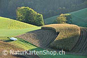 Foto F113459: Maisfeld