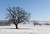 Foto F115596: Markanter Einzelbaum