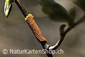 Foto F117694: Eigelege eines Schmetterlings (Trauermantel)