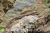 Foto F117776: Eidechse