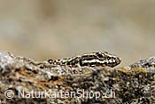 Foto F117788: Eidechse