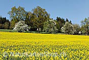 Foto F128684: Blühendes Rapsfeld vor blühenden Bäumen
