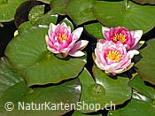 ID: 209: Hybrid-Seerose